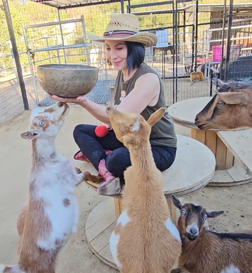 Playing a Tibetan singing bowl for goats at Looney Ranch